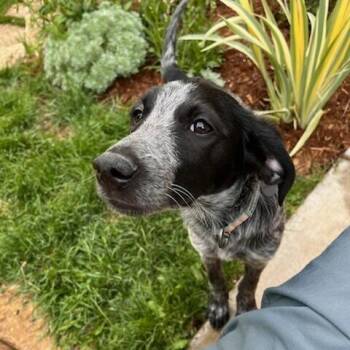 Treble -  Cattle Dog and Mixed Breed Dog for Adoption in Madison, Wisconsin - Treble | PetCurious