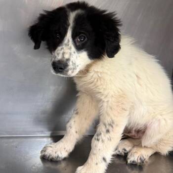 Australian Shepherd and Border Collie Dogs Available for Adoption in Birmingham, Alabama - Sir Gregory | PetCurious