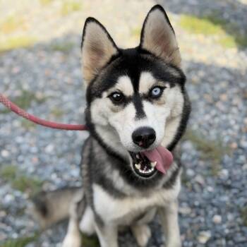 Shelly -  Husky Dog for Adoption in Gloucester, Virginia - Shelly | PetCurious