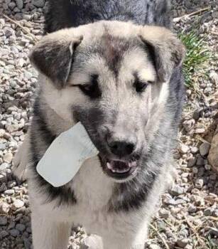 German Shepherd Dog Dogs Available for Adoption in San Luis, Colorado - Lieutenant | PetCurious