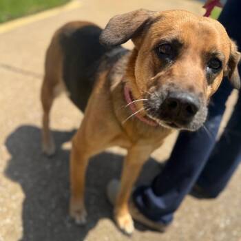 Mixed Breed Dogs Available for Adoption in Corinth, Mississippi - Zelda | PetCurious