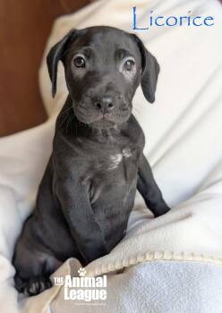 Beagle and Labrador Retriever Dogs Available for Adoption - Licorice | PetCurious