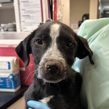 Mixed Breed Dogs Available for Adoption in Flagstaff, Arizona - Welch