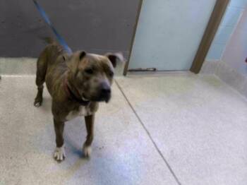 MIA -  American Staffordshire Terrier and Mixed Breed Dog for Adoption in Tallahassee, Florida - MIA | PetCurious