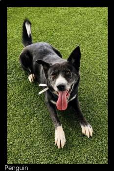 Penguin -  Border Collie Dog for Adoption in Chino Valley, Arizona - Penguin | PetCurious