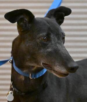 Coin -  Greyhound Dog for Adoption in Minneapolis, Minnesota - Coin | PetCurious