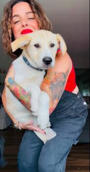 Bandicoot -  Labrador Retriever Dog for Adoption in Germantown, Ohio - Bandicoot | PetCurious