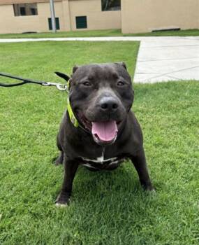 FAFO -  American Bully Dog for Adoption in Lakeland, Florida - FAFO | PetCurious