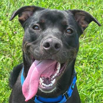 Wayland -  Mixed Breed Dog for Adoption in Tioga, Pennsylvania - Wayland | PetCurious