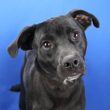 Milam 060211U-2 -  Black Labrador Retriever and Mixed Breed Dog Available for Adoption in Tupelo, Mississippi - Milam 060211U-2 | PetCurious