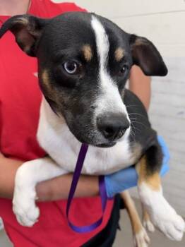 ASIAGO -  Pit Bull Terrier and Mixed Breed Dog for Adoption in San Bernardino, California - ASIAGO | PetCurious