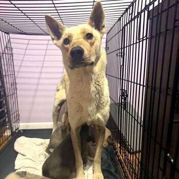 Shepherd and Husky Dogs Available for Adoption in Northbrook, Illinois - Los Angeles | PetCurious