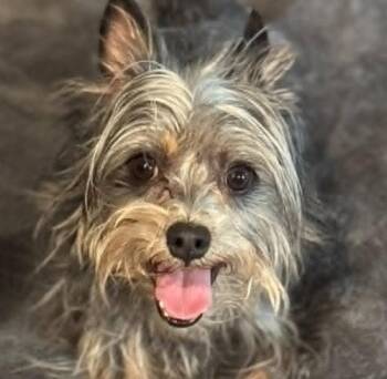 Yorkshire Terrier and Terrier Dogs Available for Adoption in Bloomfield, Connecticut - Aladdin | PetCurious