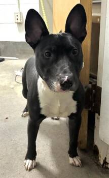 LUCAS -  Bull Terrier Dog for Adoption - LUCAS | PetCurious