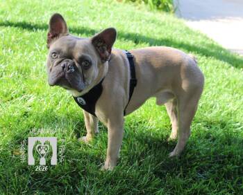 Tanky-MEDICAL HOLD -  French Bulldog Dog for Adoption in Omaha, Nebraska - Tanky-MEDICAL HOLD | PetCurious
