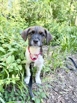 Allen -  Terrier Dog Available for Adoption in Fairfax, Virginia - Allen | PetCurious