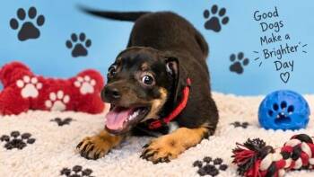 Pierre -  Mixed Breed Dog for Adoption in Mesa, Arizona - Pierre | PetCurious