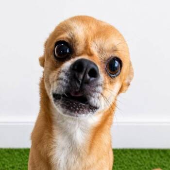 CHICKEN NUGGET (out of town) -  Chihuahua Dog for Adoption in New York, New York - CHICKEN NUGGET (out Of Town) | PetCurious