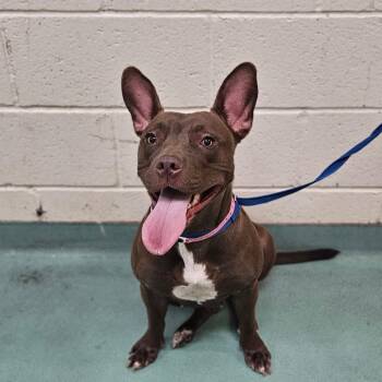 Mixed Breed Dogs Available for Adoption in Memphis, Tennessee - Jennifer Kelly | PetCurious