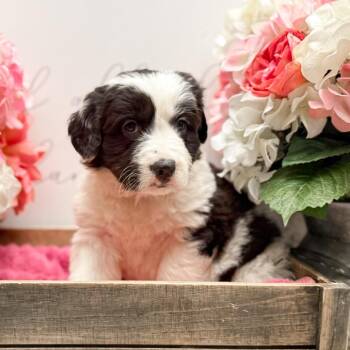 Labrador Retriever and Corgi Dogs Available for Adoption - Trix | PetCurious