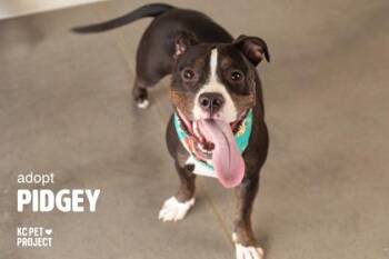 Pidgey -  Pit Bull Terrier and Mixed Breed Dog for Adoption in Kansas City, Missouri - Pidgey | PetCurious