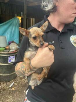 Rescue Yorkshire Terrier Dogs for Adoption in Hartland, Wisconsin - Putnam-Foster Home Needed | PetCurious