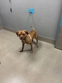 ROXY -  Pit Bull Terrier Dog for Adoption in Las Vegas, Nevada - ROXY | PetCurious