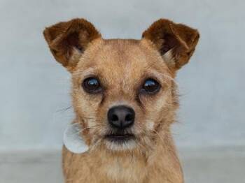 Lewis -  Mixed Breed Dog for Adoption in Longmont, Colorado - Lewis | PetCurious