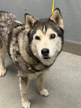 MOCH -  Husky Dog for Adoption in Las Vegas, Nevada - MOCH | PetCurious
