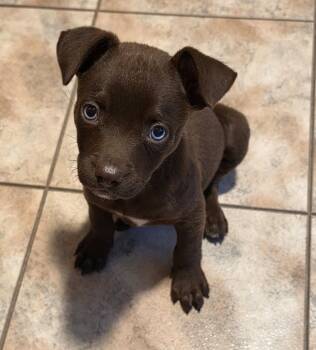 Night -  Labrador Retriever and Pit Bull Terrier Dog for Adoption in Savannah, Georgia - Night | PetCurious