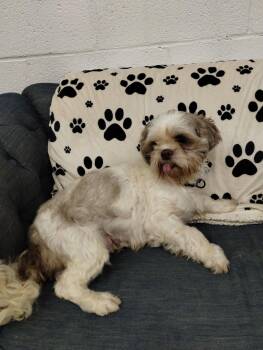 Shih Tzu Dogs Available for Adoption in York, South Carolina - Poppy | PetCurious