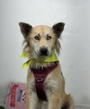 Raven-One of our Amazing Rescue Dogs -  Shetland Sheepdog Sheltie and Australian Shepherd Dog for Adoption in Carlsbad, California - Raven-One Of Our Amazing Rescue Dogs | PetCurious