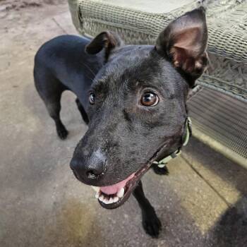 Labrador Retriever Dogs Available for Adoption in Baldwin, Maryland - Tommy | PetCurious
