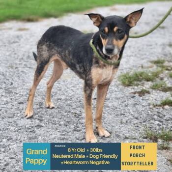 Grand Pappy -  Mixed Breed Dog for Adoption in Stratham, New Hampshire - Grand Pappy | PetCurious