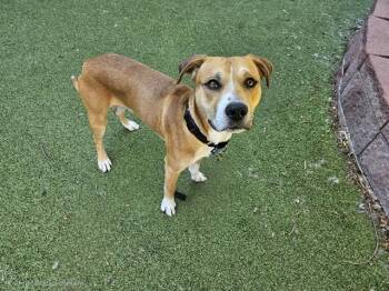 TUCKER -  German Shepherd Dog and Mixed Breed Dog for Adoption in Omaha, Nebraska - TUCKER | PetCurious
