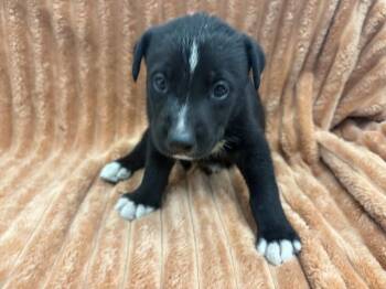 SHERLOCK -  Pit Bull Terrier Dog for Adoption in San Bernardino, California - SHERLOCK | PetCurious