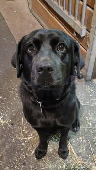 Black Labrador Retriever Dogs Available for Adoption in Terra Cotta, Ontario - Echo | PetCurious