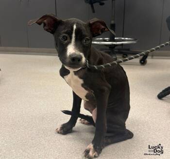 Bubs -  Labrador Retriever and Terrier Dog for Adoption in Washington, District Of Columbia - Bubs | PetCurious