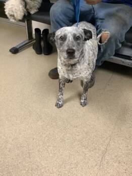 Rescue Australian Cattle Dog Blue Heeler and Mixed Breed Dogs for Adoption in Fort Worth, Texas - 59674307 | PetCurious