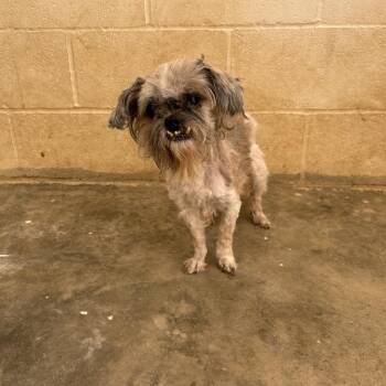 Shih Tzu Dogs Available for Adoption in Loxahatchee Groves, Florida - PEARL 5883 | PetCurious