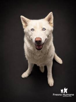 Snow White -  Siberian Husky and Mixed Breed Dog for Adoption in Fresno, California - Snow White | PetCurious