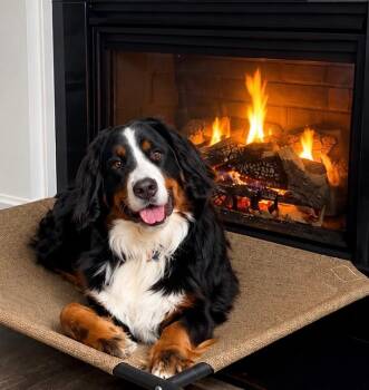 Winston -  Bernese Mountain Dog Dog for Adoption - Winston | PetCurious
