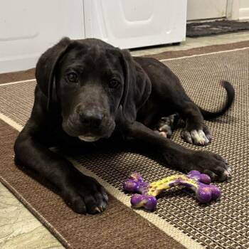 Great Dane Dogs Available for Adoption in Phoenix, Maryland - Strider | PetCurious