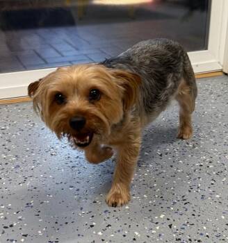 Toby -  Yorkshire Terrier Dog for Adoption in Yankton, South Dakota - Toby | PetCurious