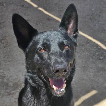 Vader -  Shepherd and Mixed Breed Dog for Adoption in Wickenburg, Arizona - Vader | PetCurious