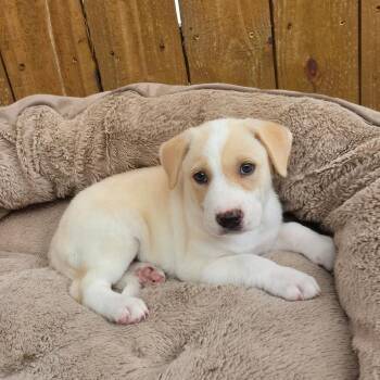 Cali TW -  Labrador Retriever and Mixed Breed Dog for Adoption in Austin, Texas - Cali TW | PetCurious