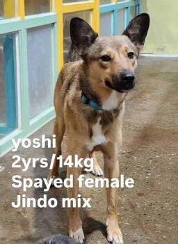 Yoshi -  Jindo Dog for Adoption in New York, New York - Yoshi | PetCurious