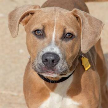 GILBERT -  Pit Bull Terrier and Mixed Breed Dog for Adoption in St. Louis, Missouri - GILBERT | PetCurious