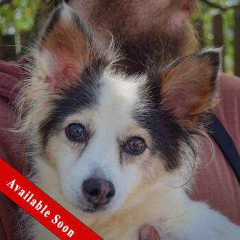 Big Mama -  Papillon and Chihuahua Dog for Adoption in Huntley, Illinois - Big Mama | PetCurious