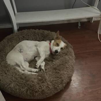 Rescue Chihuahua and Great Pyrenees Dogs for Adoption in Hyattsville, Maryland - Tootsie | PetCurious